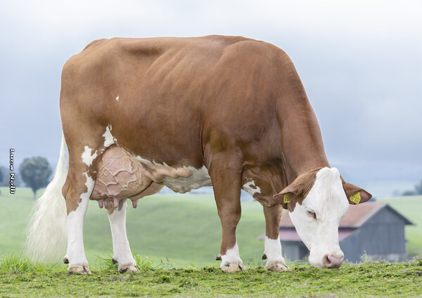 EXZELLENT - cow family ZENTTO